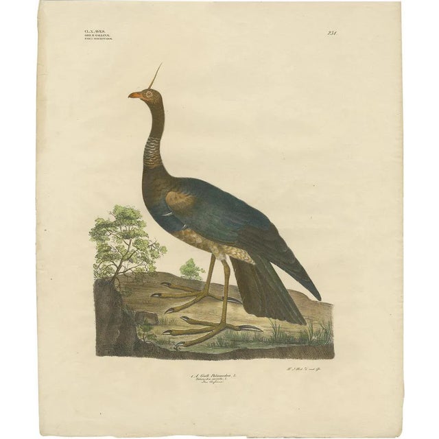 Goldfuss, Horned Screamer, 1824, Paper For Sale