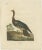 Goldfuss, Horned Screamer, 1824, Paper For Sale