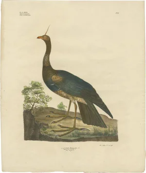 Goldfuss, Horned Screamer, 1824, Paper