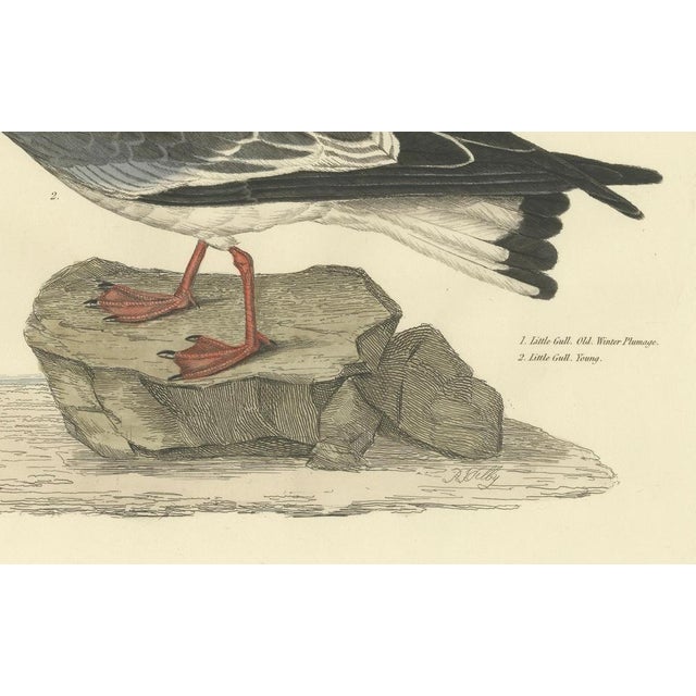 Selby, Little Gull, 1826, Handcolored Engraving For Sale - Image 3 of 6
