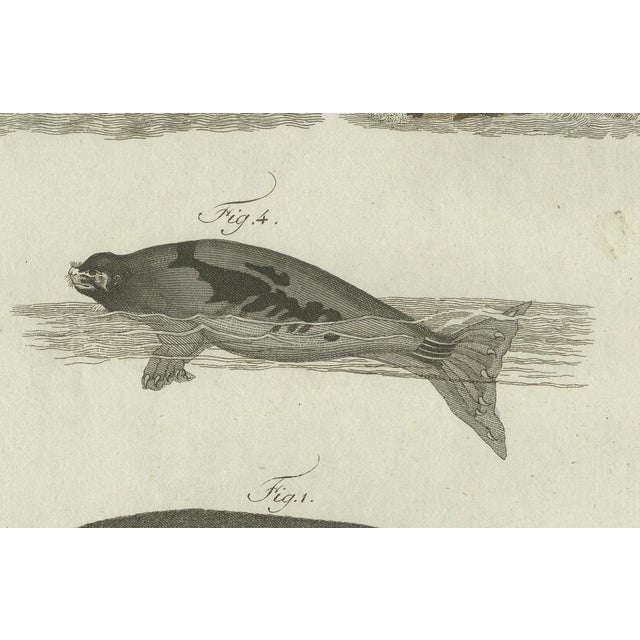 Bertuch, Seals, Sea Lion and Manatee, 1790, Engraving For Sale - Image 6 of 9