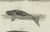 Bertuch, Seals, Sea Lion and Manatee, 1790, Engraving For Sale - Image 6 of 9