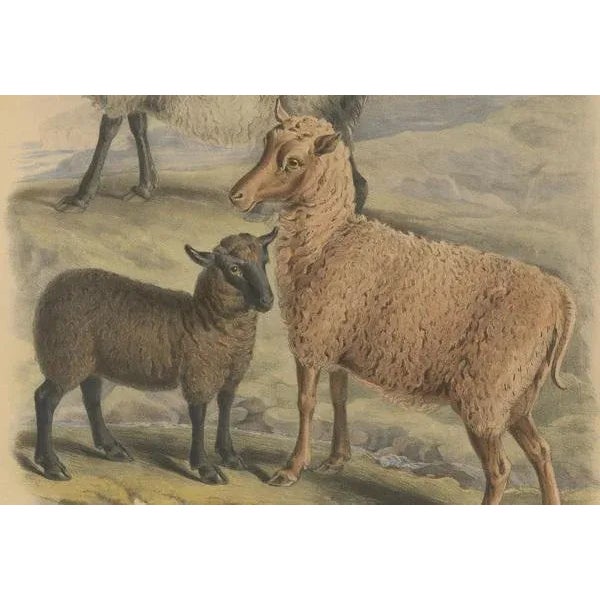 Fairland after W. Nicholson, Ewe, Ram and Lamb of the Zetland and Orkney Islands, 1842, Lithograph For Sale - Image 4 of 6