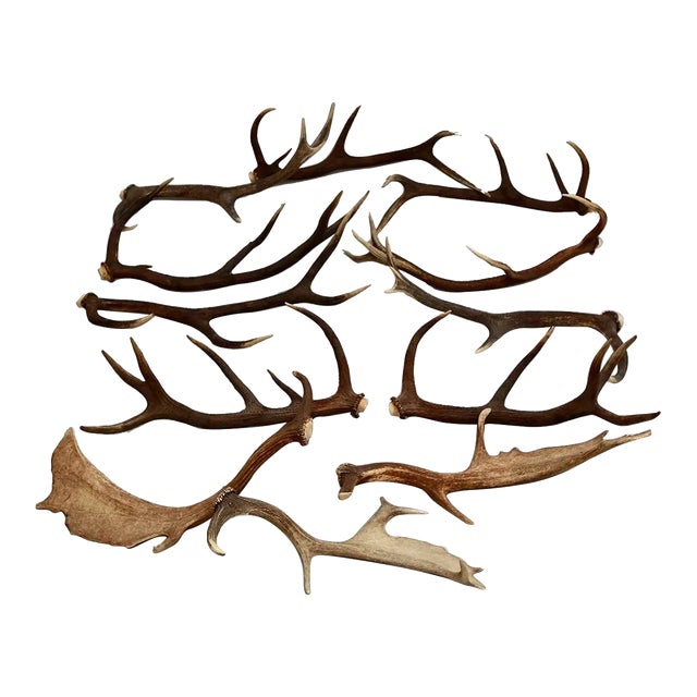 European Collection of Elk and Moose Antlers - 9 Pieces For Sale