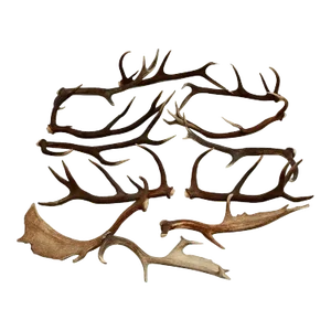 European Collection of Elk and Moose Antlers - 9 Pieces