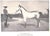 White "Our Noblest Friend the Horse" 1903 Ware, Francis M. For Sale - Image 8 of 10