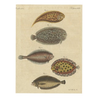 Bertuch, Five Soles and Flatfish, 1815, Print For Sale