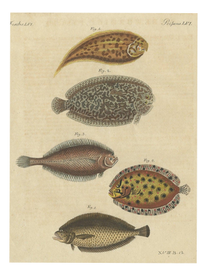 Bertuch, Five Soles and Flatfish, 1815, Print