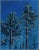 Plein air nocturne landscape pastel painting of majestic fir trees. A variety of rich blue and green colors drawn with...