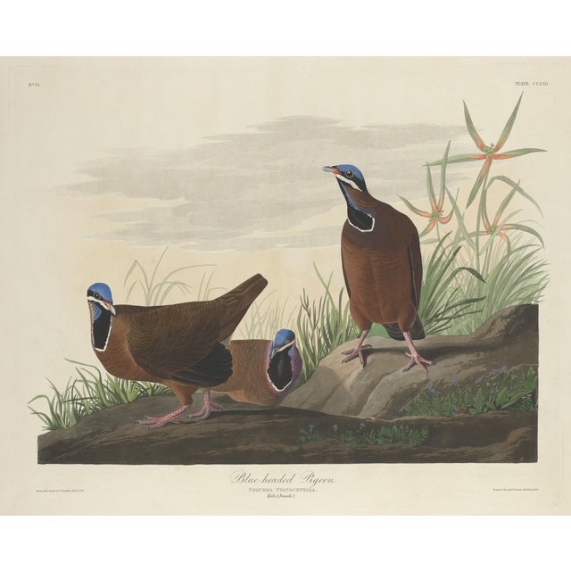 American Vintage Reproductions 1966 John James Audubon Bird Prints Featuring Owls - Collection of 4 For Sale - Image 3 of 9