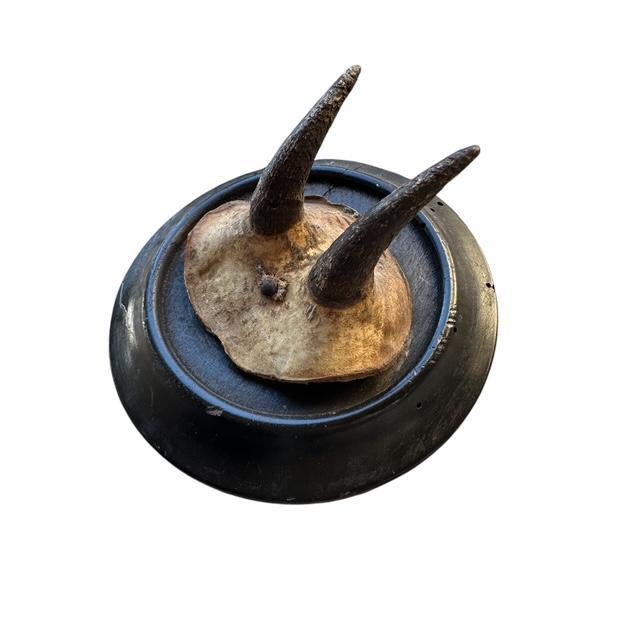 Rare tiny chamois goat trophy found in Austria. Decor for your mountain retreat or cabin