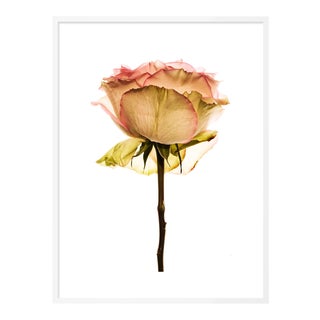 Rose by David Knight in White Framed Paper, Small Art Print For Sale