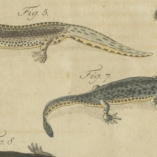 Bertuch, Lizards and Newts, Eight Species, 1805, Print For Sale - Image 9 of 12