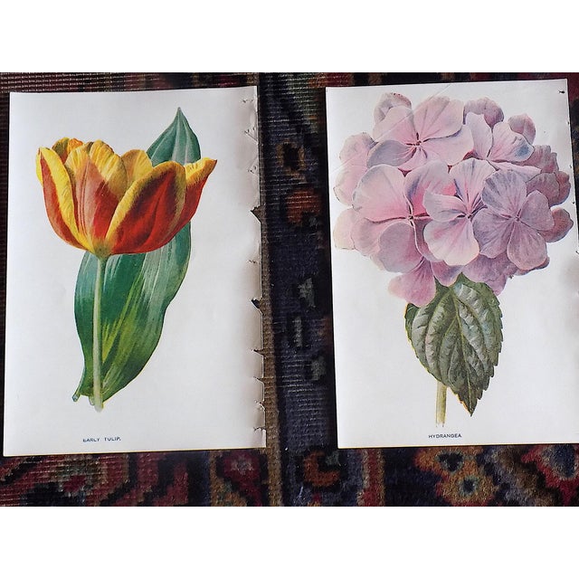 Late 19th Century Antique 19th Century Edward Hulme Botanical "Garden Flowers" Lithographs - Set of 12 - Super Price! For Sale - Image 5 of 9