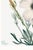 Matilija Poppy, Vintage Botanical Art Print Reproduction by Mary Vaux Walcott, 24″ × 36″ For Sale - Image 9 of 10