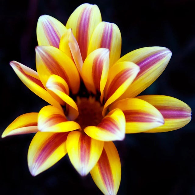 Botanical 61 Photograph For Sale