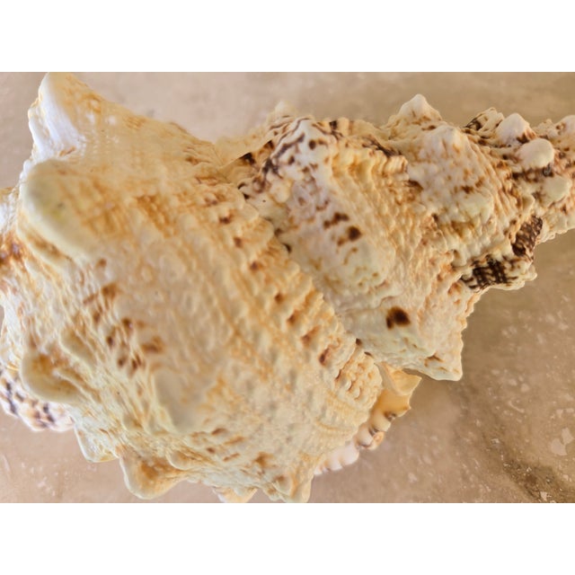 Large White Specimen Seashell Pacific Lampas Frog Shell For Sale - Image 11 of 15