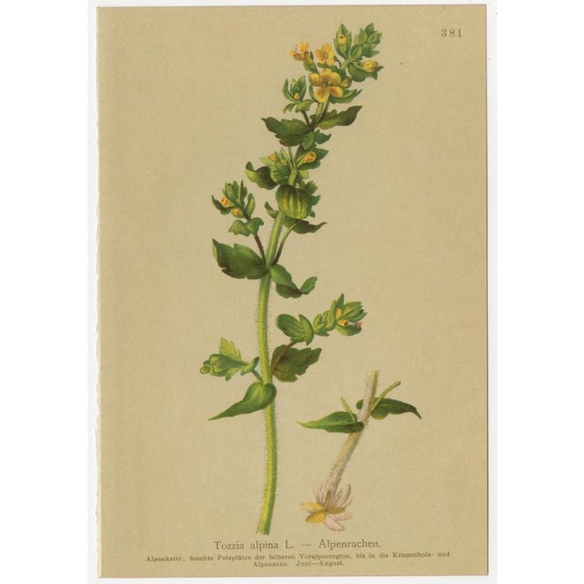After Anton Hartinger, Alpine Foxglove & Wildflowers Small Seizded Botanical Plates, 1897, Prints, Set of 8 For Sale - Image 6 of 12