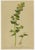 After Anton Hartinger, Alpine Foxglove & Wildflowers Small Seizded Botanical Plates, 1897, Prints, Set of 8 For Sale - Image 6 of 12