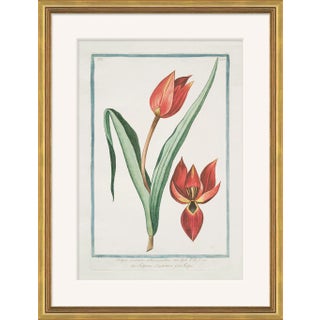 Hortus Romanus 1772-1793 X Framed Art Print For Sale