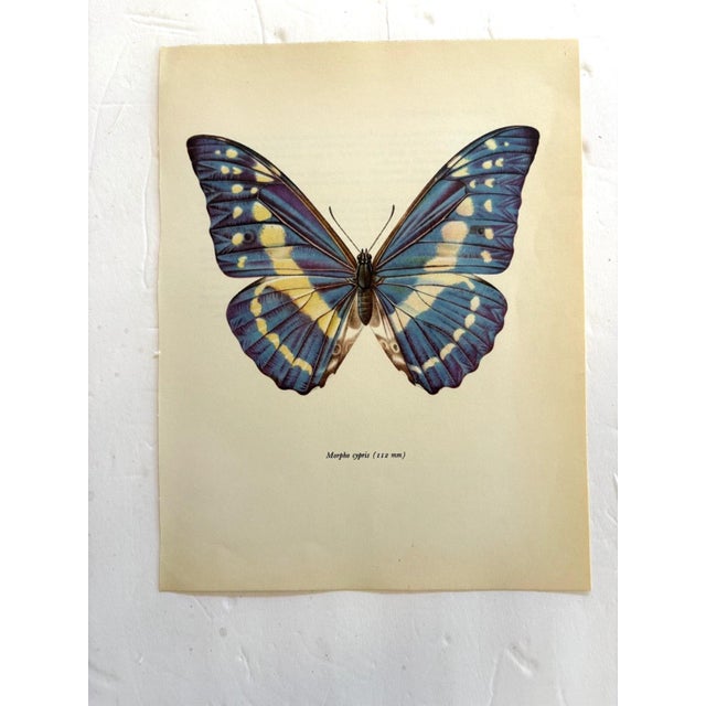 Up for sale is this gorgeous lithograph by F. Prochazka, published in Great Britain in 1965. It is in excellent, gently-...