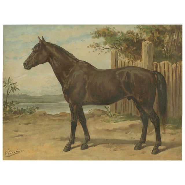 After Otto Eerelman, Australian Horse, 1898, Lithograph on Paper For Sale - Image 9 of 9