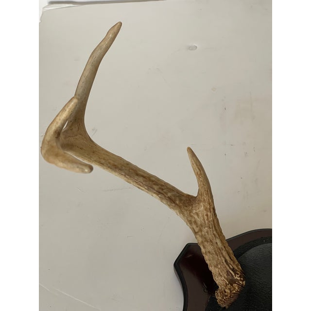 Contemporary Antique Deer Antlers Trophy With Board For Sale - Image 3 of 5
