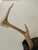 Contemporary Antique Deer Antlers Trophy With Board For Sale - Image 3 of 5