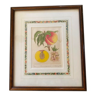 Framed Anne Stromquist Botanical Etching, Peach For Sale