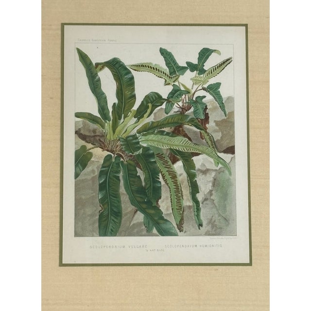 Antique Botanical Print of tropical ferns by David Blair from James Britten's 1880 book "Cassel's European Ferns" framed...