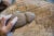 Old New House Antique Bronze Age African Stone Primitive Tool For Sale - Image 4 of 7
