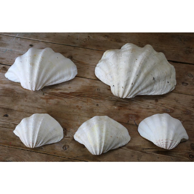 Set of 5 Large Natural Nautical Seashells | Coastal Beach House Decor | Organic Sculptural Display For Sale - Image 4 of 18