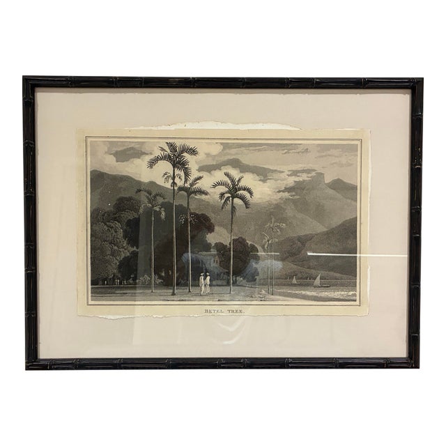 Natural Curiosities “Betel Tree” Botanical Landscape Print For Sale