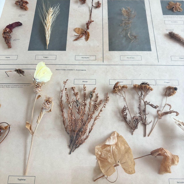 1950s Herbarium Flower Pollination, Germany, 1950s For Sale - Image 5 of 11