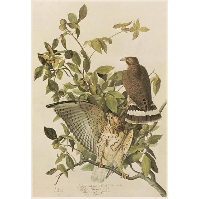 1960s 1966 Vintage Farmhouse Cottage Print "Broad-Winged Hawk" After John James Audubon For Sale - Image 5 of 8
