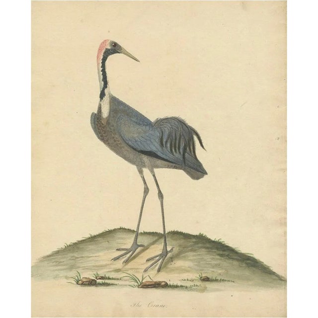 William Hayes and Matilda Hayes, Crane, 1794, Hand-Colored Copperplate Engraving For Sale