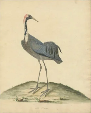 William Hayes and Matilda Hayes, Crane, 1794, Hand-Colored Copperplate Engraving