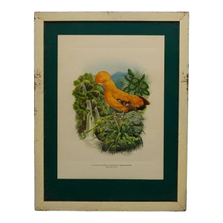 1950s Cock Of The Rocks Original Print For Sale