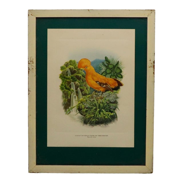 1950s Cock Of The Rocks Original Print For Sale