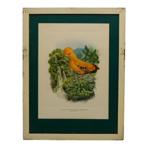 1950s Cock Of The Rocks Original Print