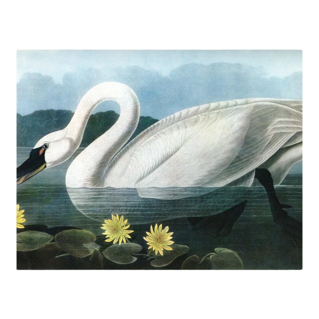 Audubon 20, Unframed Artwork For Sale