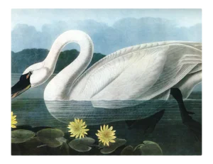 Audubon 20, Unframed Artwork
