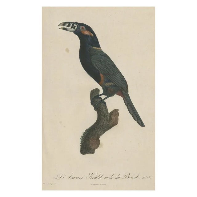 Title: "the male aracari koulik of brazil". A rare and stunning color-printed stipple engraving, finished by a...