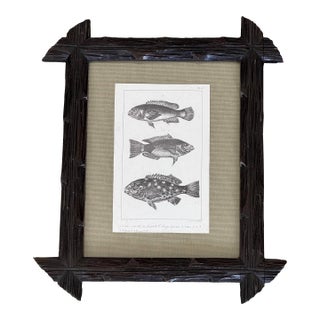 Early 19th Century Black Forest Framed C. Motte Fish Engraving, on Grasscloth For Sale