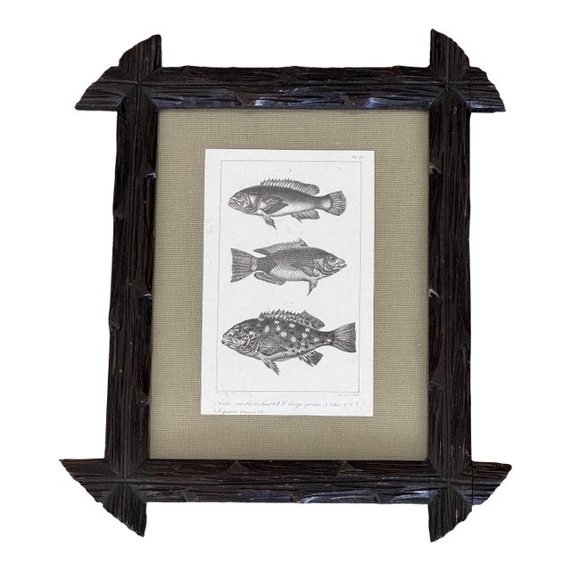 Early 19th Century Black Forest Framed C. Motte Fish Engraving, on Grasscloth For Sale