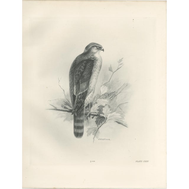 Lilian M. Medland, Adult Sparrowhawk and Chicks, 1908, Monochrome Ornithological Plates, Set of 2 For Sale - Image 4 of 10