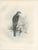Lilian M. Medland, Adult Sparrowhawk and Chicks, 1908, Monochrome Ornithological Plates, Set of 2 For Sale - Image 4 of 10