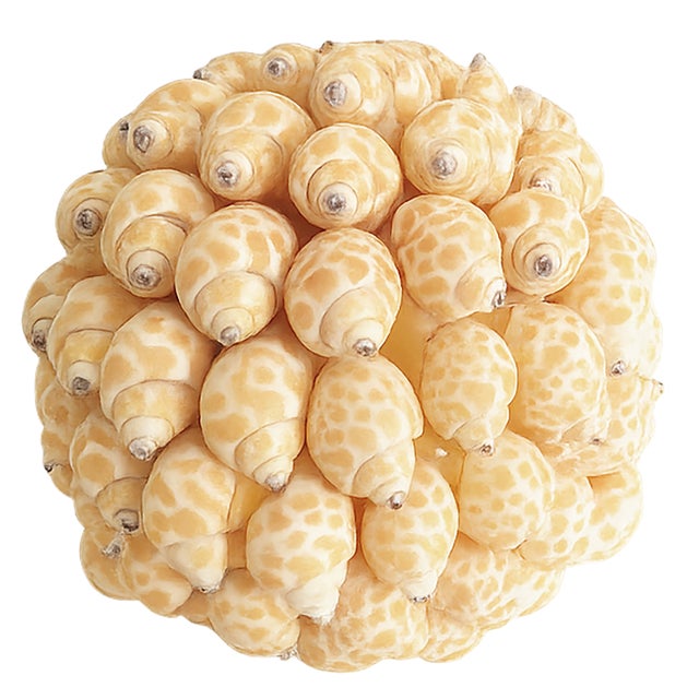 Contemporary Coastal Collection of Natural Shell Spheres, Set of 6 For Sale - Image 3 of 4