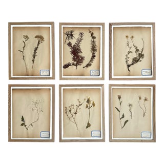 Antique French Herbarium Specimens From Late 19th Century – Set of 6 For Sale