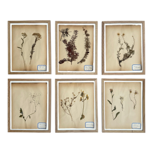 Antique French Herbarium Specimens From Late 19th Century – Set of 6